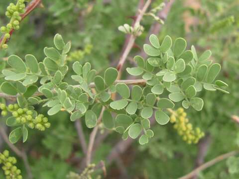 Image of catclaw acacia