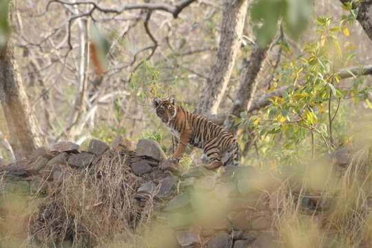 Imagem de Tigre-de-bengala