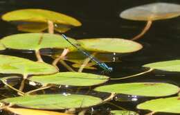 Imagem de Caliagrion billinghursti (Martin 1901)