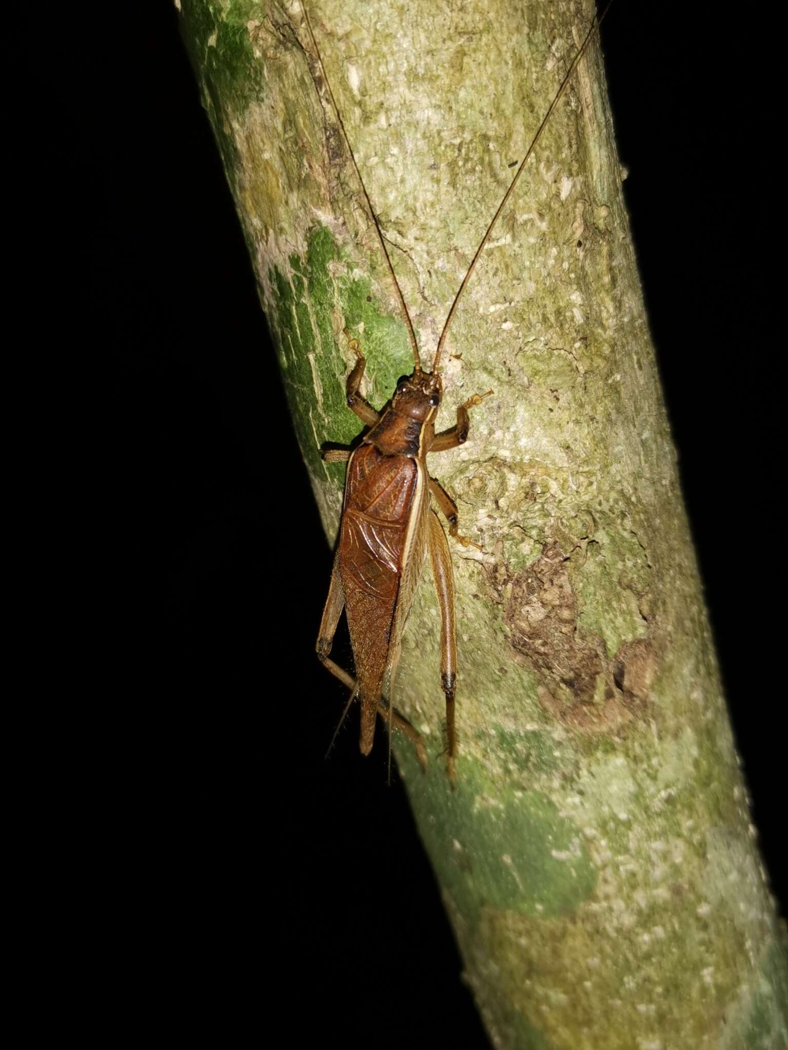 Image of Sonotrella (Sonotrella) major Liu, Xian-wei, Haisheng Yin & Yunzhen Wang 1993