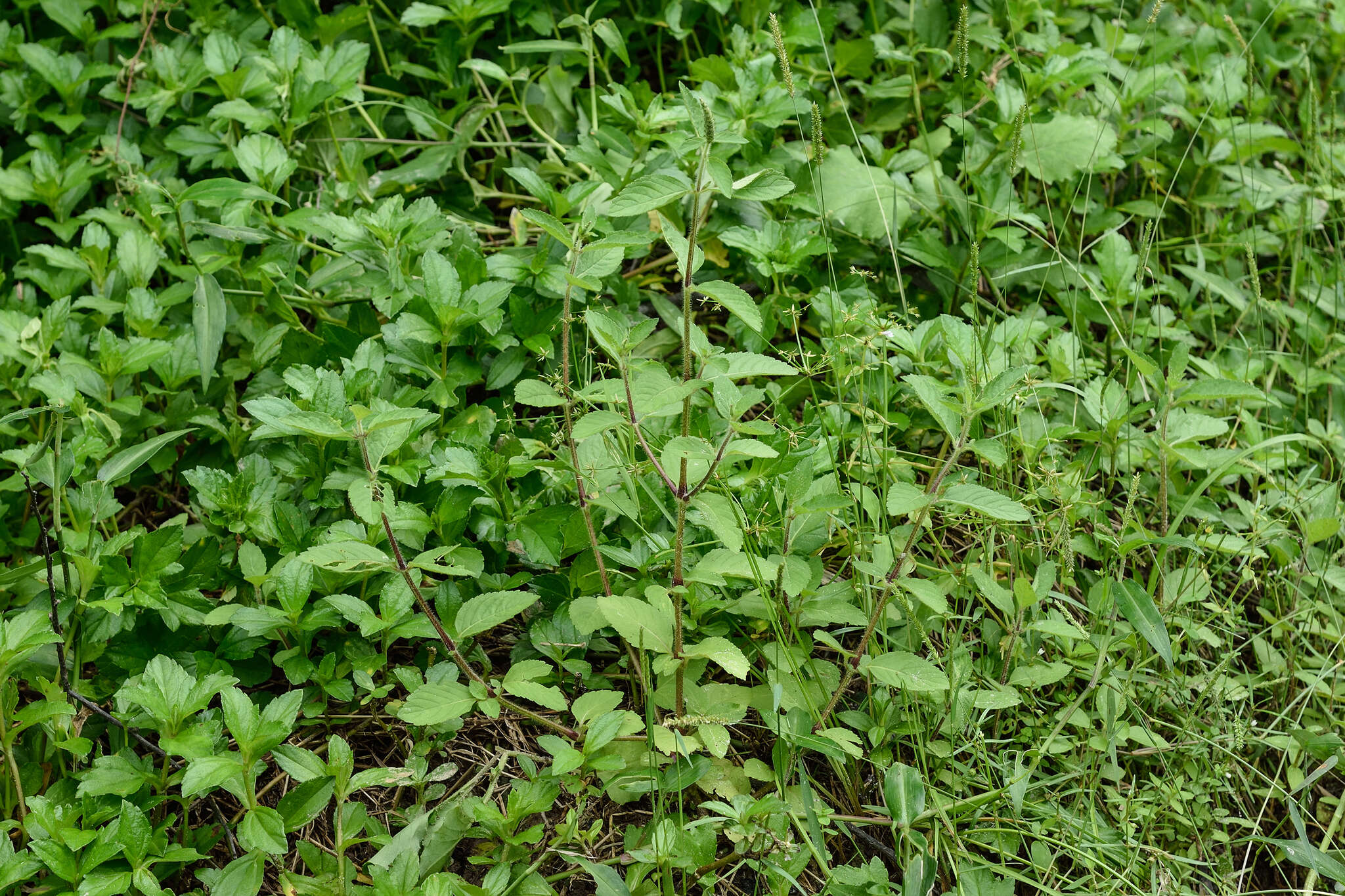 Imagem de Pogostemon auricularius (L.) Hassk.