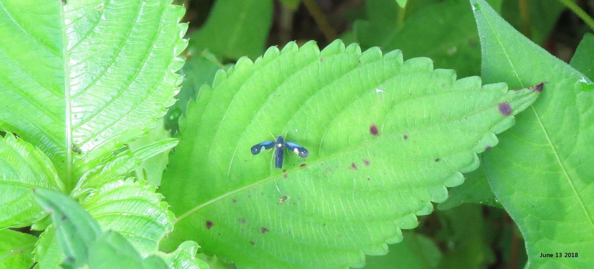 Imagem de Mileewa (Mileewa) dorsimaculata Melichar 1902