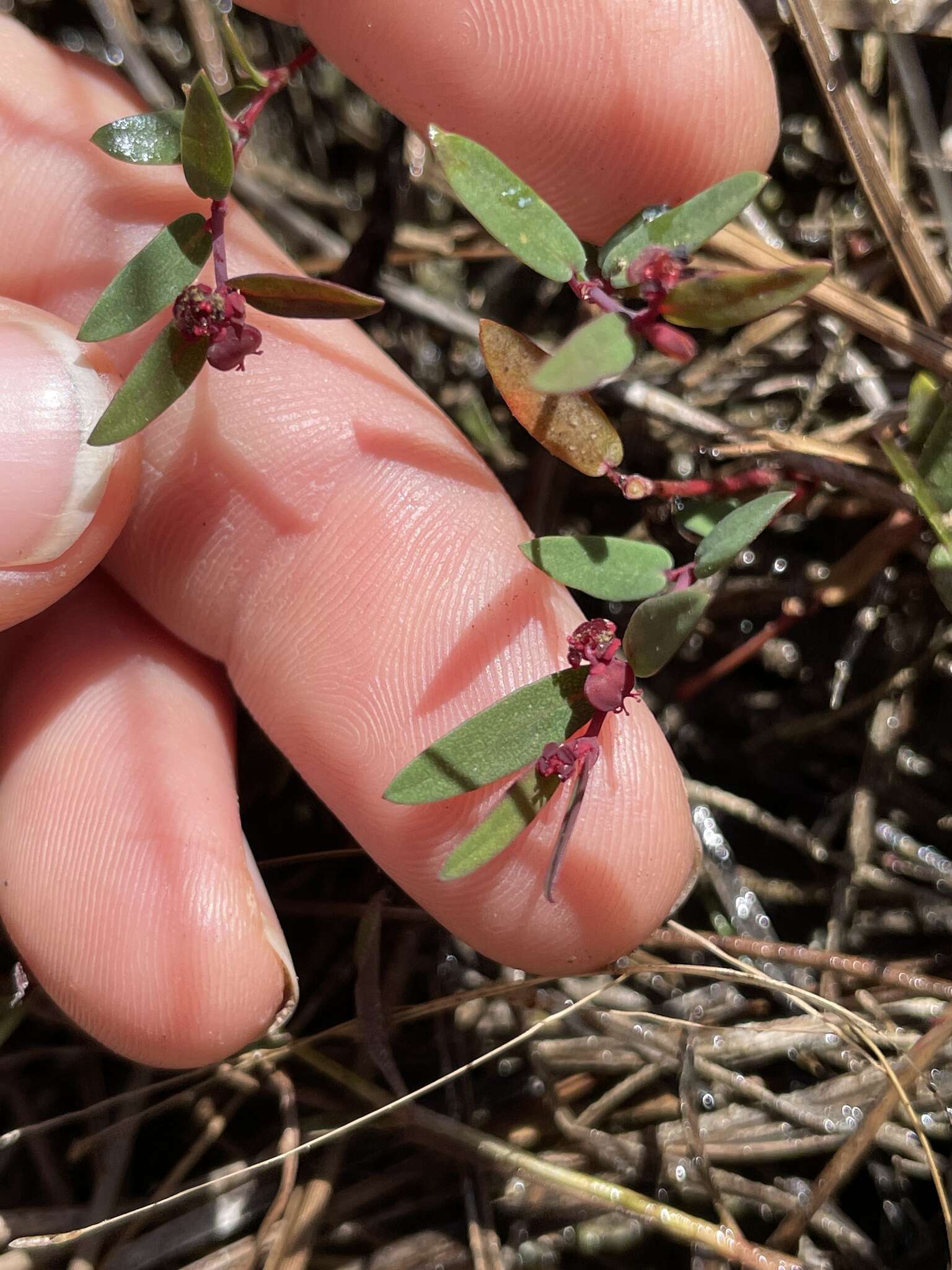 Imagem de Euphorbia gariepina subsp. balsamea (Welw. ex Hiern) L. C. Leach