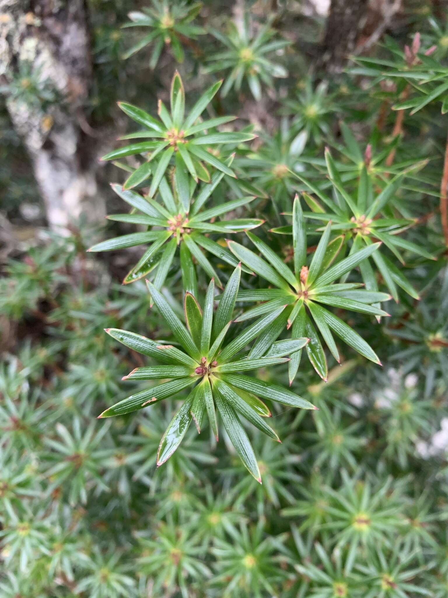 Слика од Cyathodes glauca Labill.