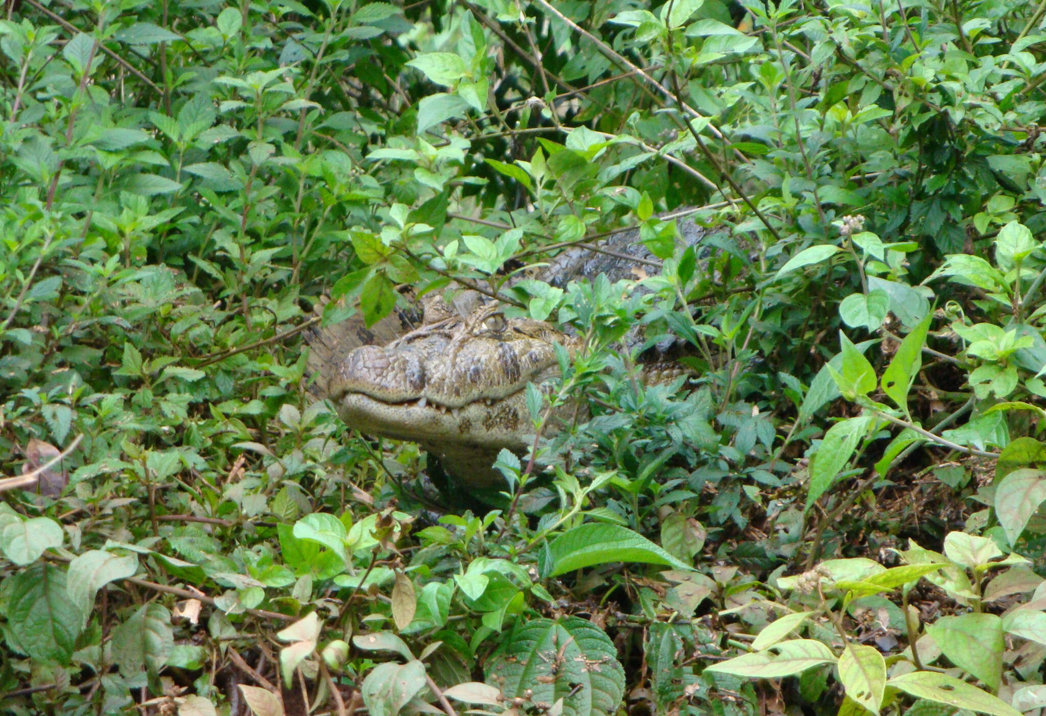 Image of Broad-snouted Caiman