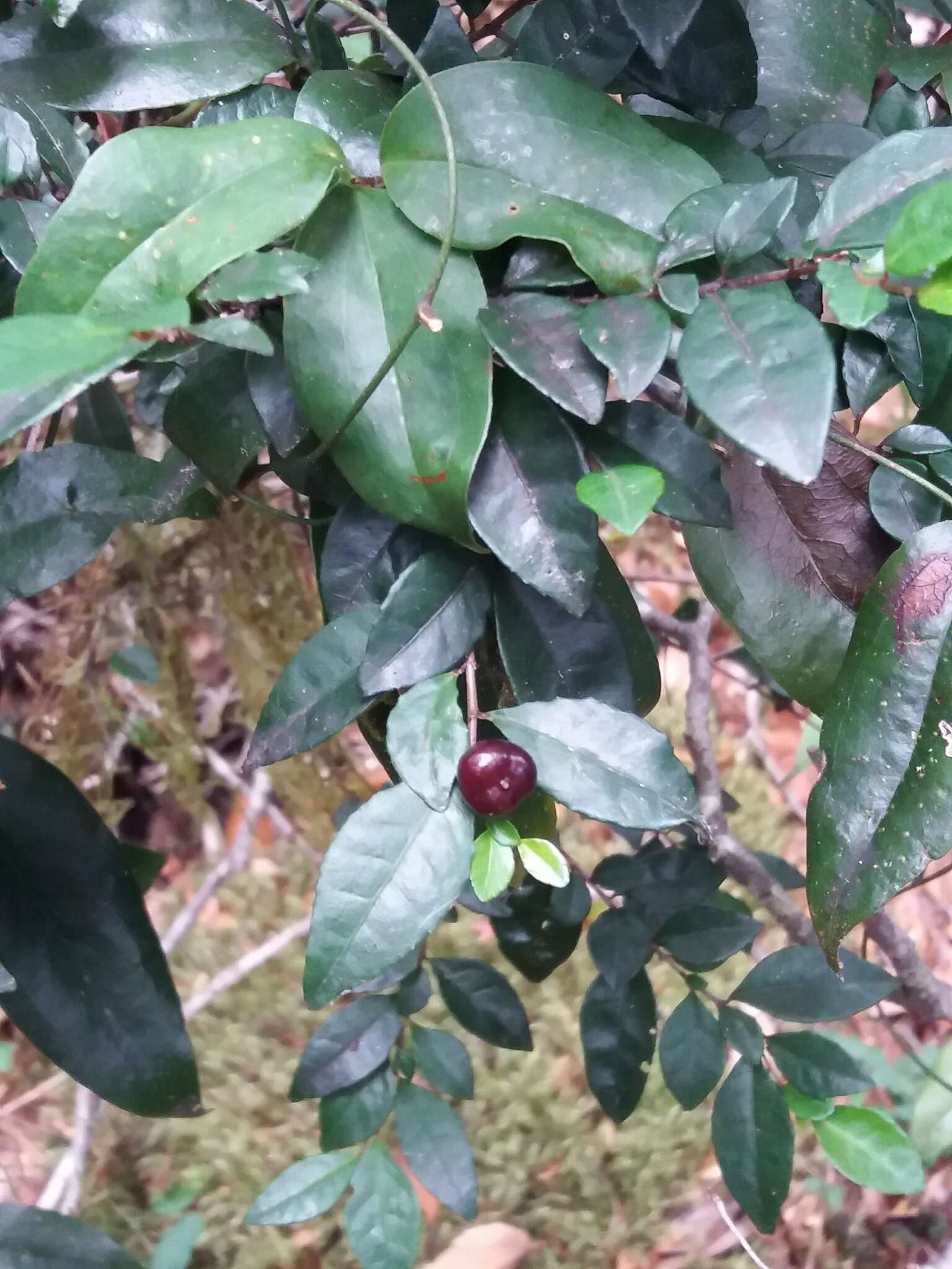 Image de Rhamnus diffusus Clos