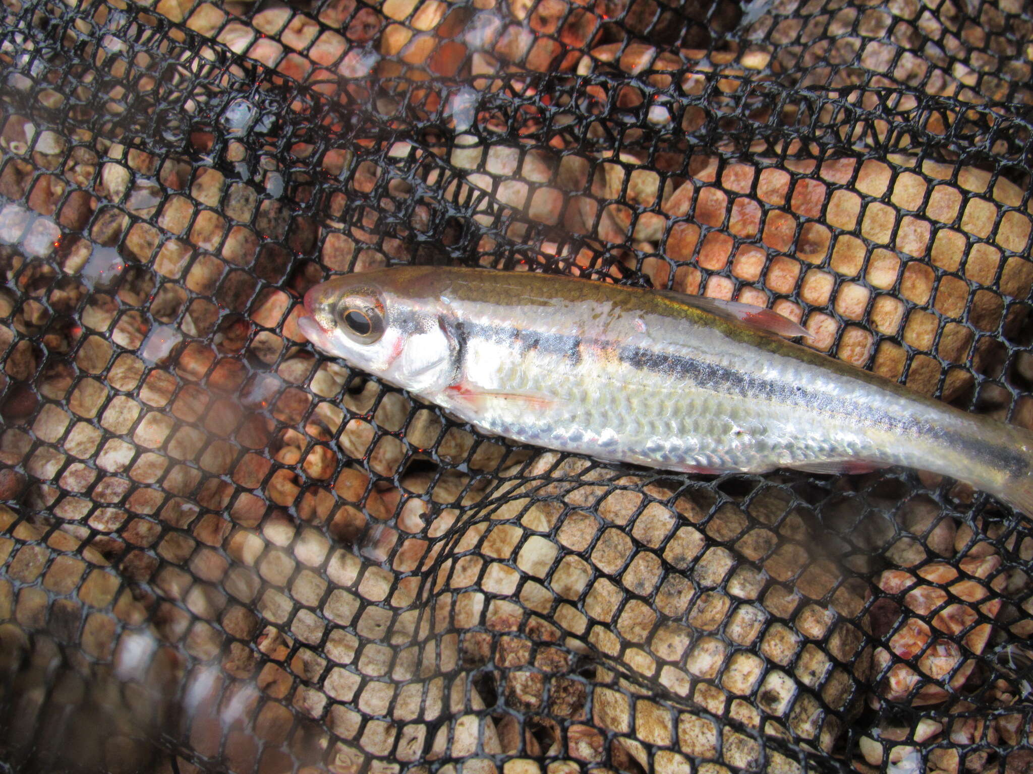 Image of Bleeding Shiner