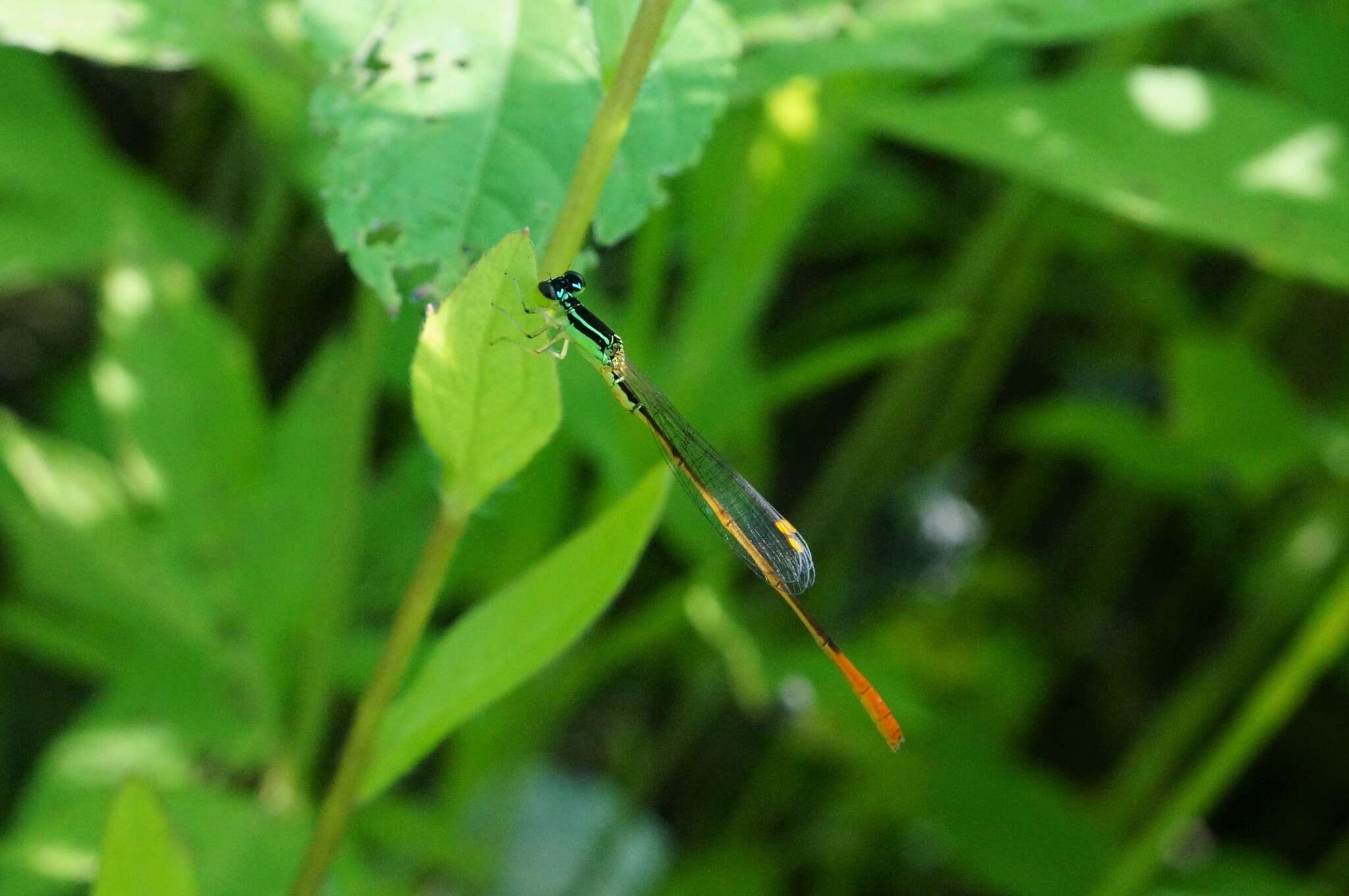 Image of Mortonagrion selenion (Ris 1916)