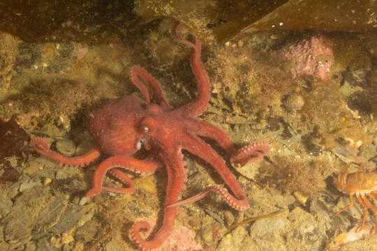 Image of Enteroctopus megalocyathus (Gould 1852)