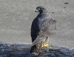 Image of Falco peregrinus pealei Ridgway 1874