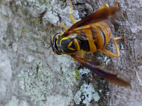 Image of Spilomyia alcimus (Walker 1849)