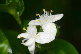 Image of small-leaf spiderwort