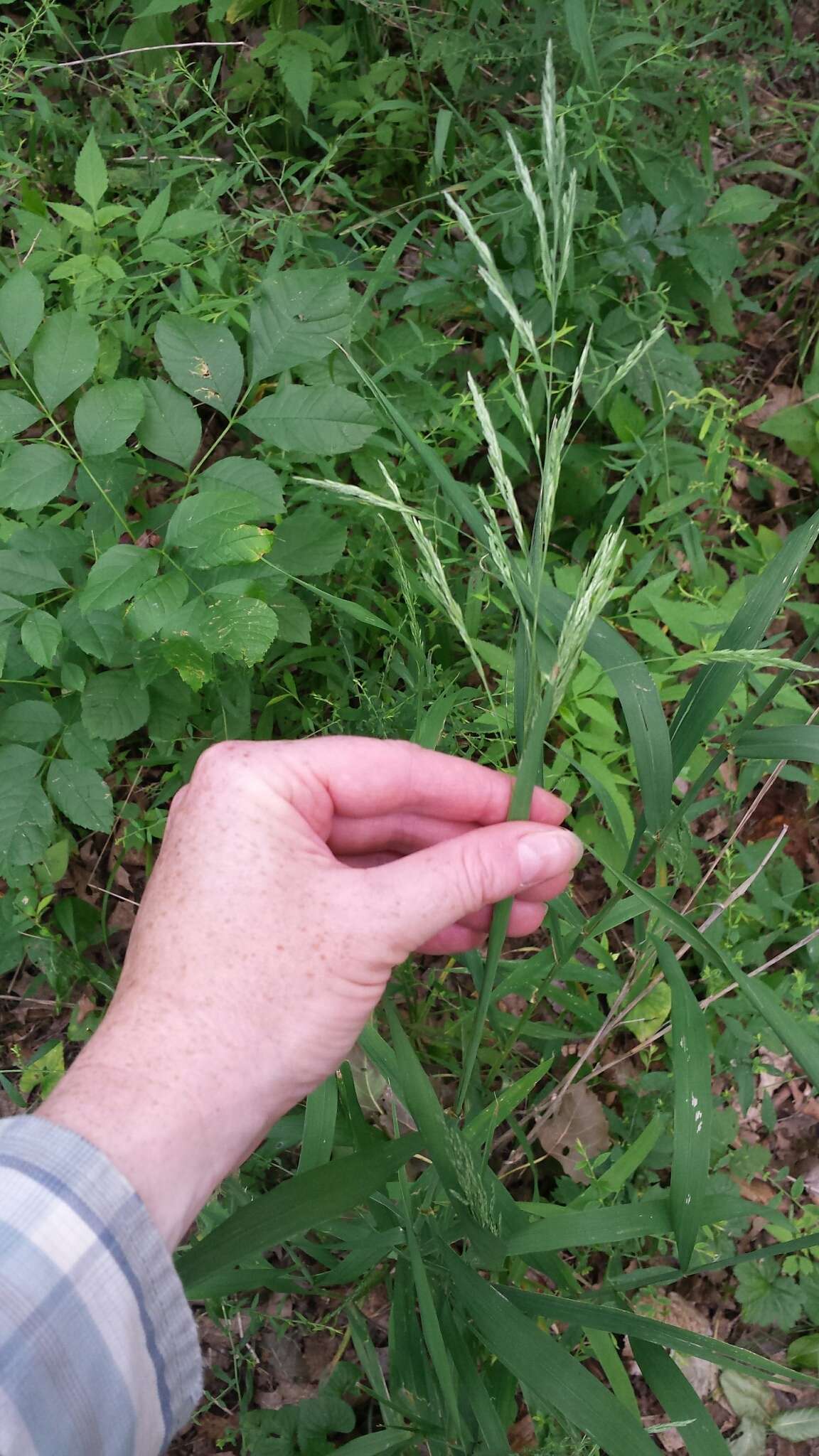 Image of Sweet Wood-Reed