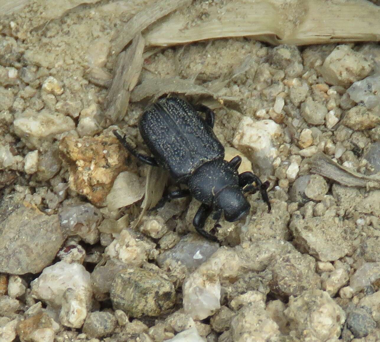 Image of Clinterocera scabrosa (Motschulsky 1853)