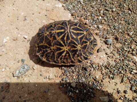 Image of Southern Tent Tortoise