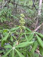 Imagem de Aesculus glabra var. glabra