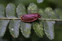 Imagem de Tomaspis biolleyi (Distant 1900)