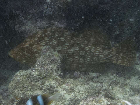 Image of Smooth Grouper