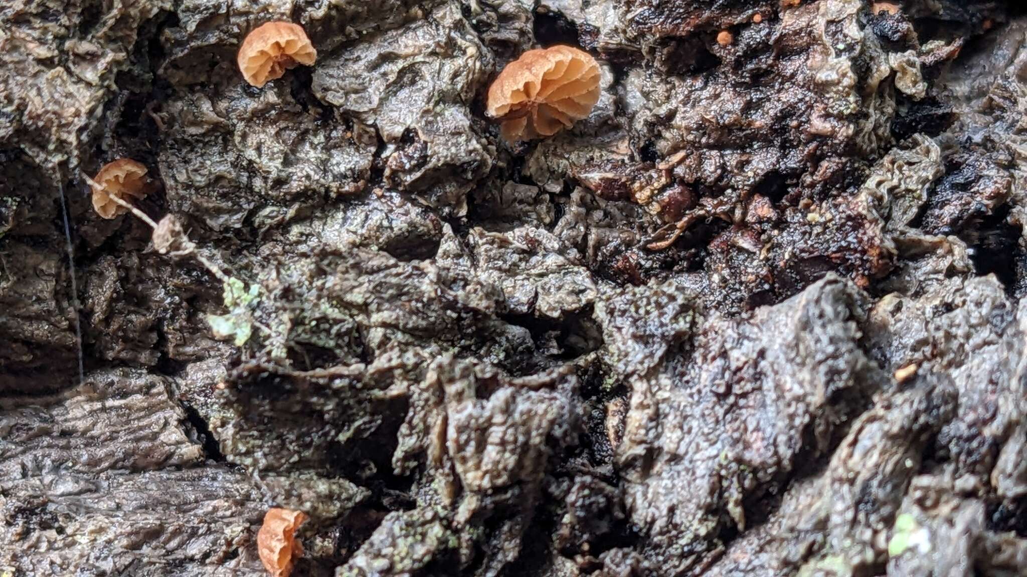 Image of Phaeomarasmius rimulincola (Rabenh.) Scherff. 1914