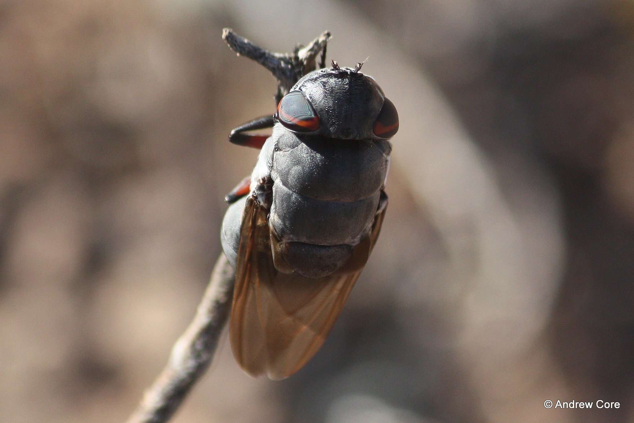 Cuterebra ruficrus (Austen 1933)的圖片