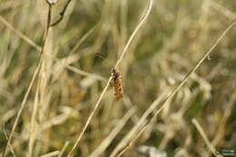 Limnephilus griseus (Linnaeus 1758) resmi