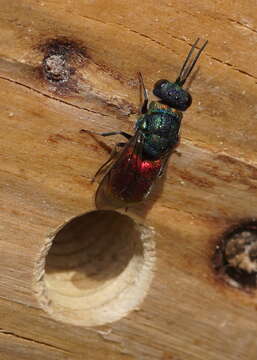 Image of <i>Pseudochrysis neglecta</i>