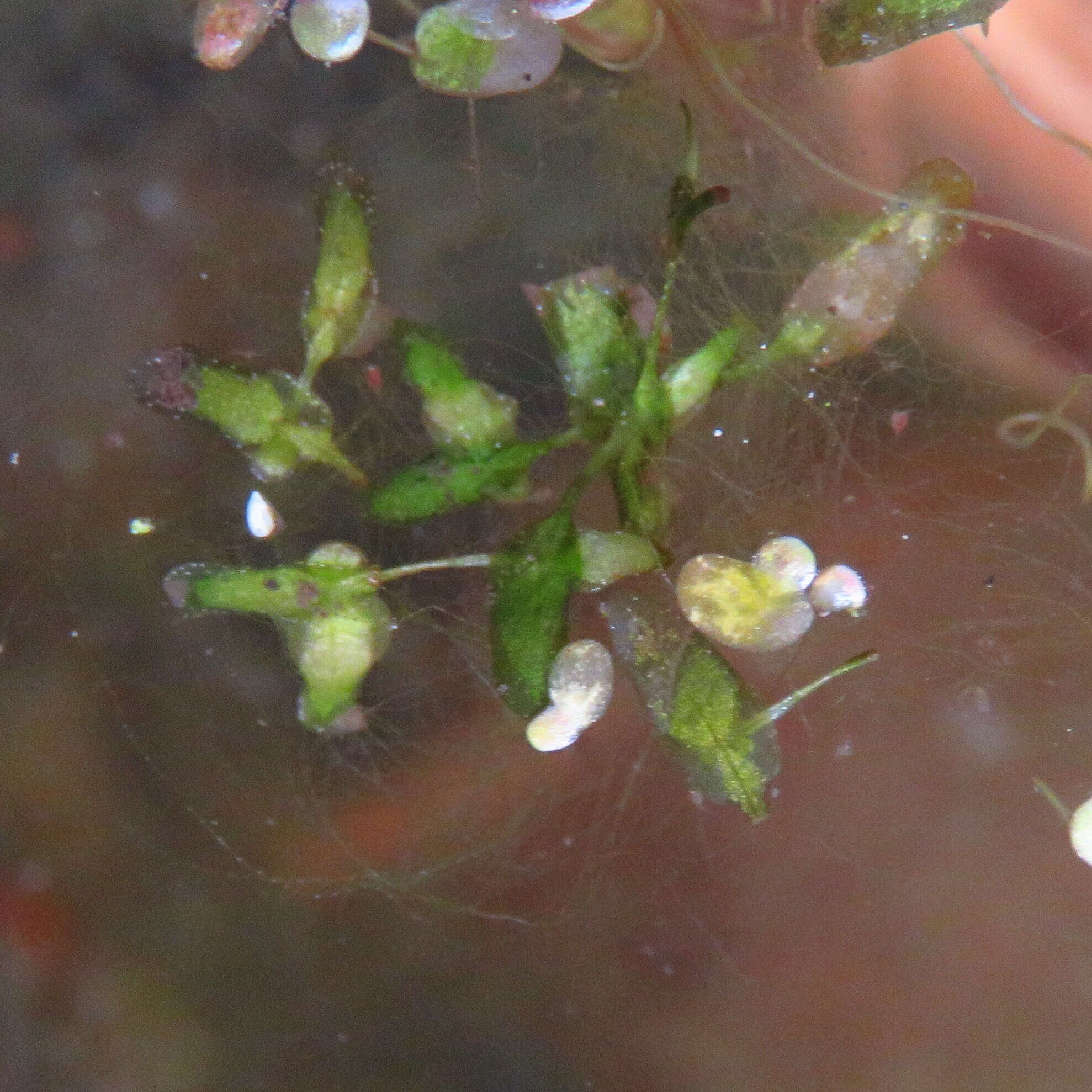 Image of Duckweed