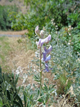 Image of Mt. Adams lupine