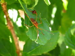 Image of Flag-footed Bug