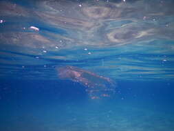 Image of vitreous lobate comb-jelly