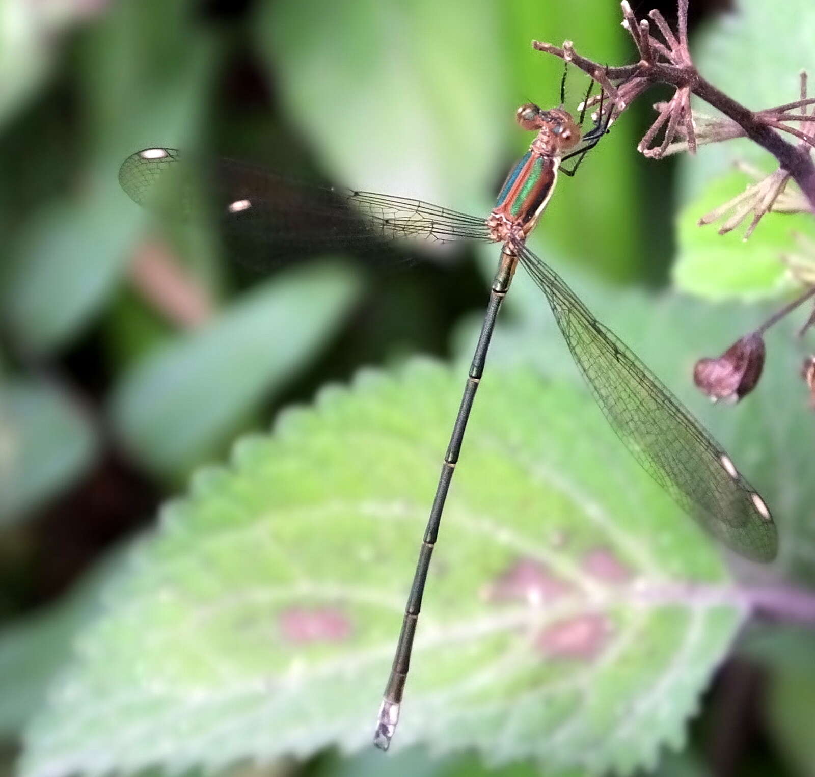 Imagem de Lestes virgatus (Burmeister 1839)