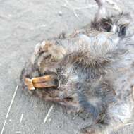 Image of pocket gopher