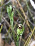 Слика од Pterostylis rubescens (D. L. Jones) G. N. Backh.