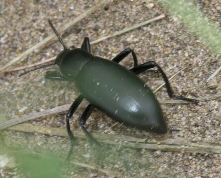 Imagem de Eleodes (Xysta) longicollis Le Conte 1851