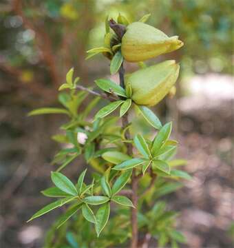 Image of Diospyros aculeata H. Perrier