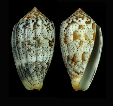 Image of Conus achatinus Gmelin 1791