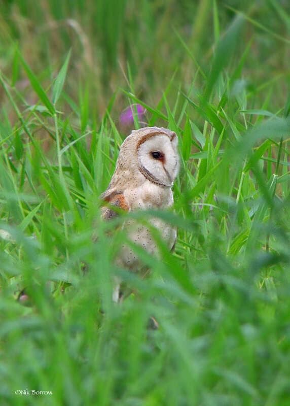 Image of Tyto alba poensis (Fraser 1843)