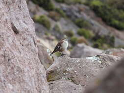 Image of White-winged Cinclodes