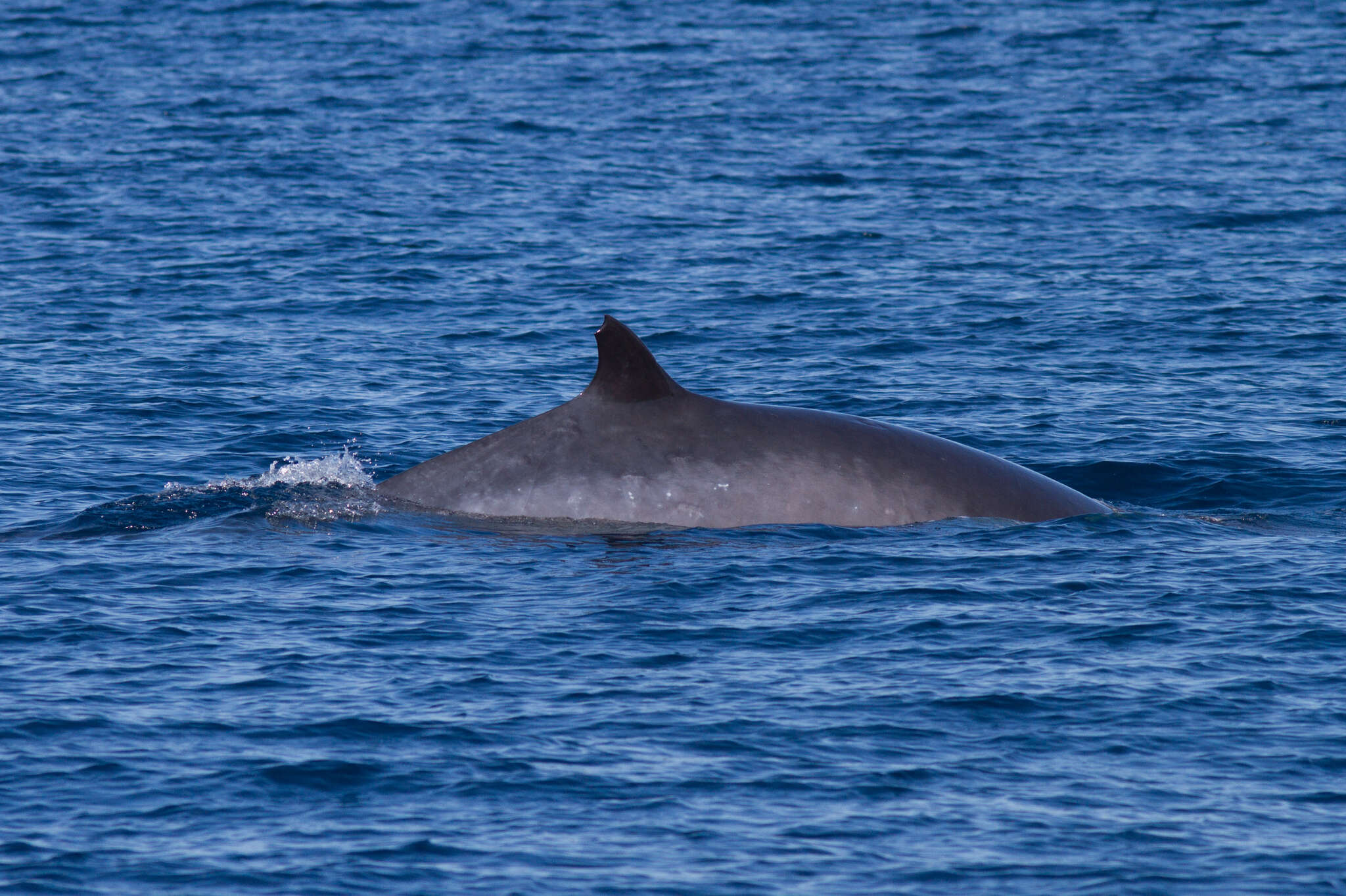 Image de Baleinoptère à museau pointu