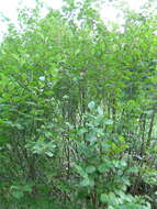 Image of Green Alder