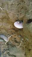 Image of Leucoagaricus americanus (Peck) Vellinga 2000