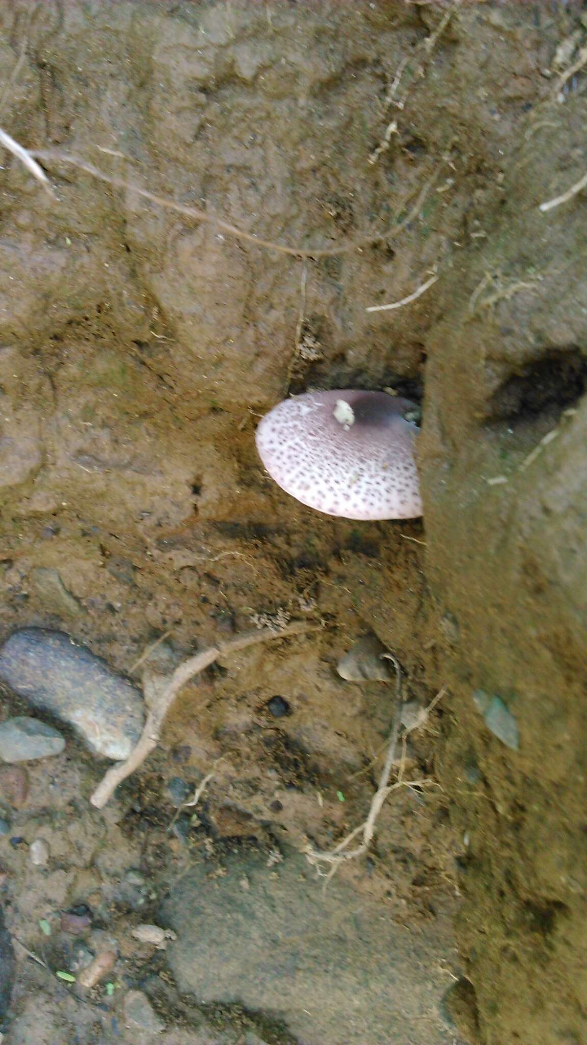 Image of Leucoagaricus americanus (Peck) Vellinga 2000