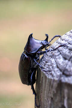 Image of <i>Xylotrupes <i>australicus</i></i> australicus