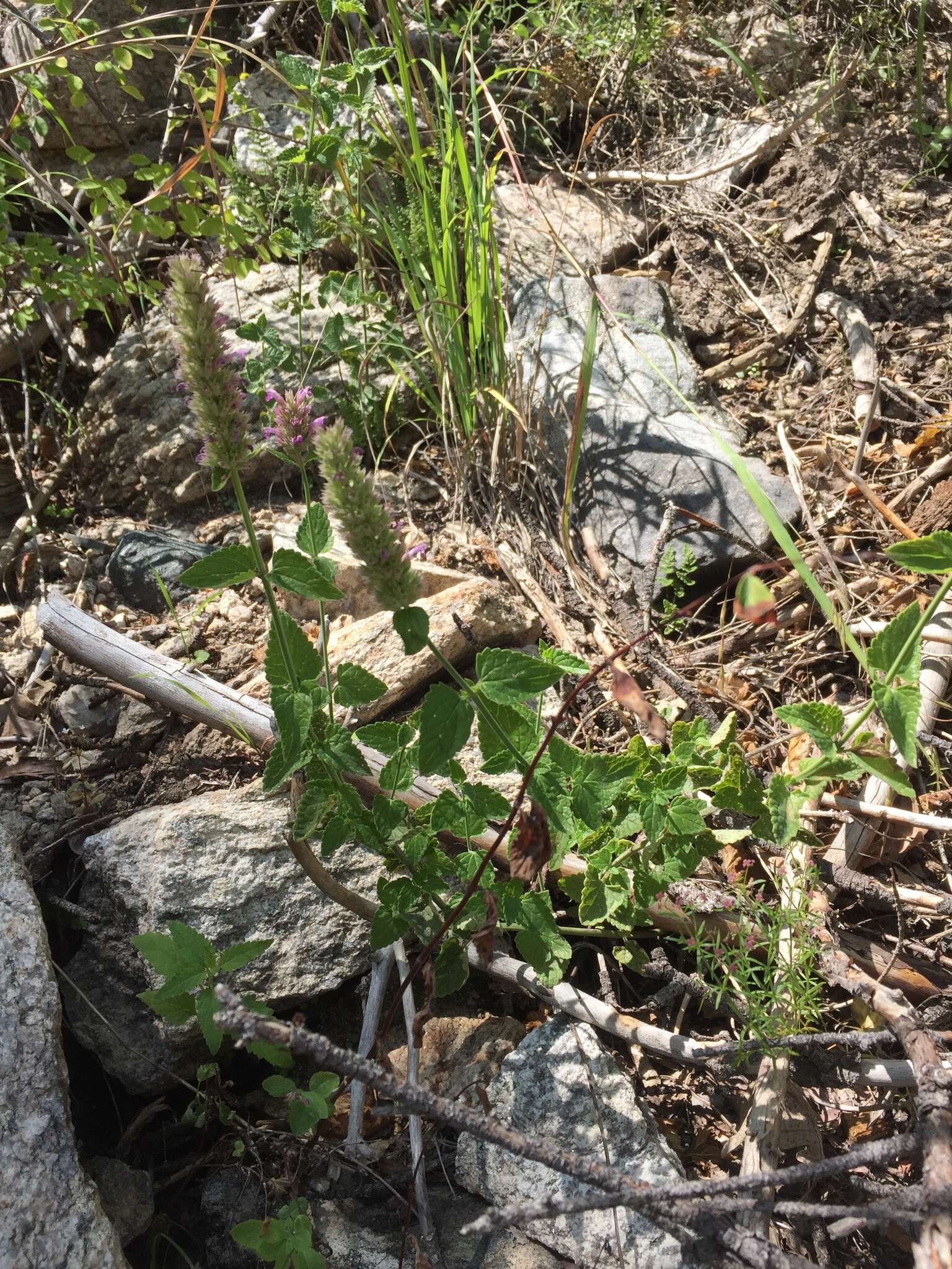 Image of Trans-Pecos giant hyssop