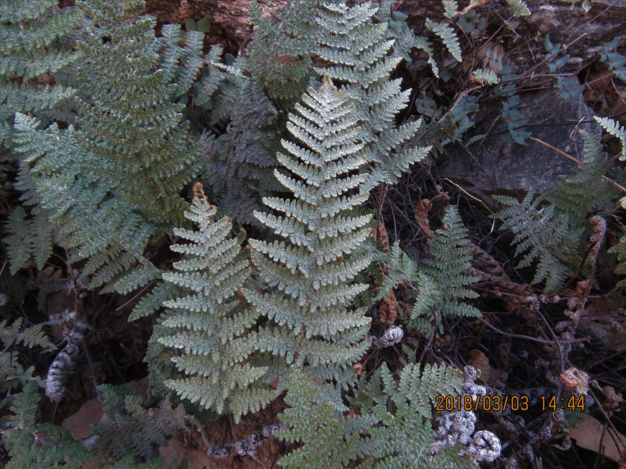 Myriopteris lindheimeri (Hook.) J. Sm. resmi