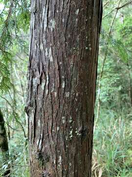 Image of Formosan Cypress