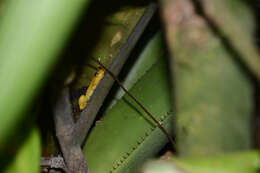 Image de Phyllodytes edelmoi Peixoto, Caramaschi & Freire 2003