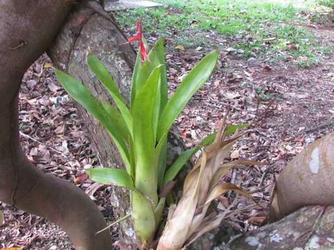 Image of Aechmea tillandsioides (Mart. ex Schult. & Schult. fil.) Baker