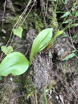 Imagem de Liparis derchiensis S. S. Ying