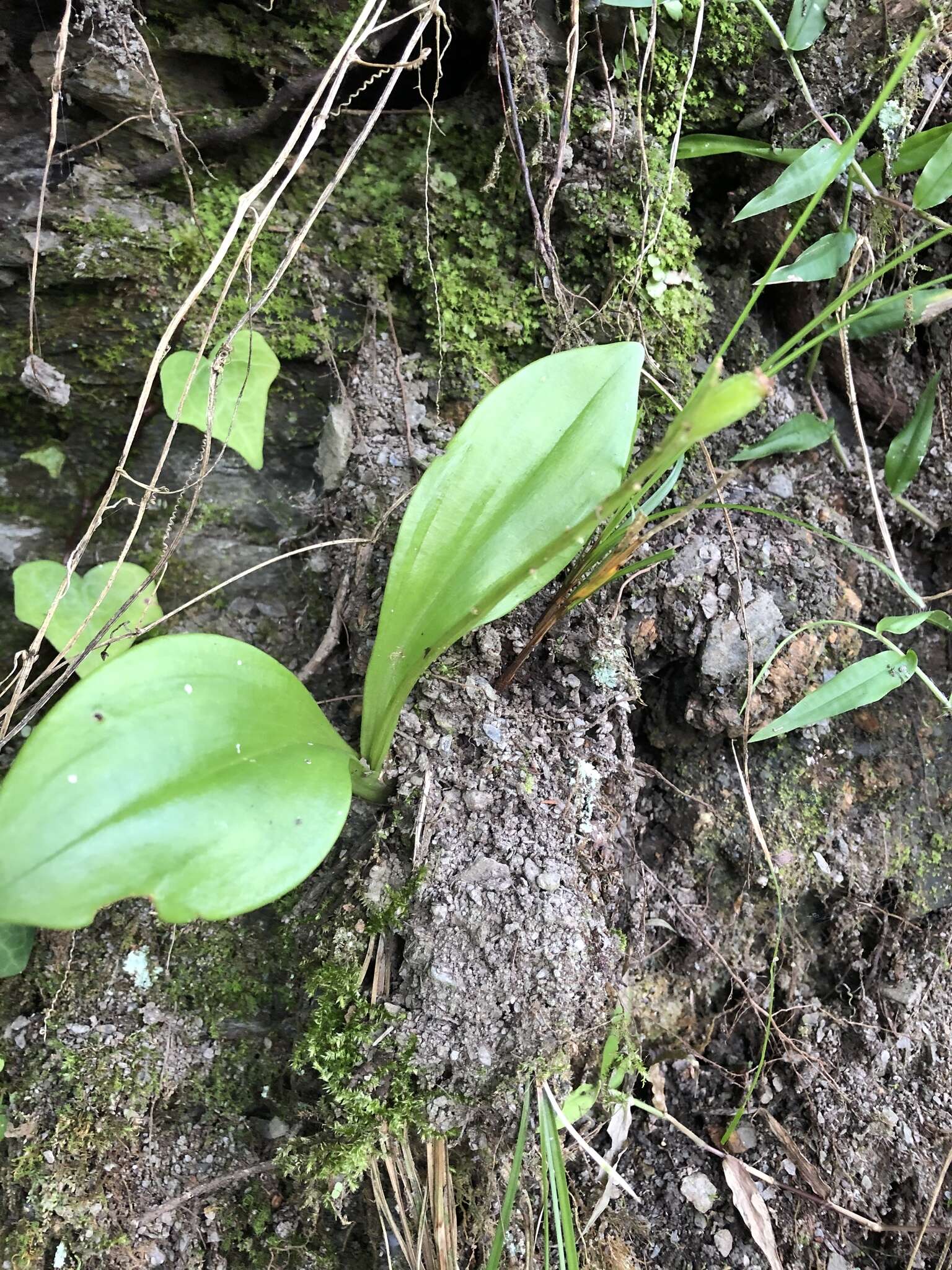 Image of Liparis derchiensis S. S. Ying